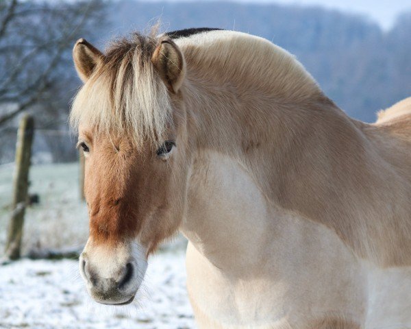 broodmare LiFjell (Fjord Horse, 2010, from Dexter)