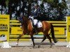 dressage horse Langtoftegard Laurino (Connemara Pony, 2010, from Sternbergs Larry Junior)