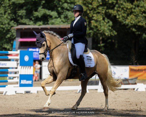 dressage horse Goldini 5 (German Riding Pony, 2013, from HET Golden Dream)
