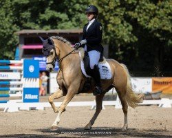 Dressurpferd Goldini 5 (Deutsches Reitpony, 2013, von HET Golden Dream)