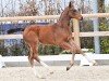 foal by Hengst von Casallco / Chacco-Blue (Oldenburg show jumper, 2024, from Casallco)