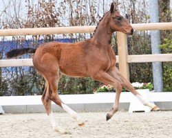 jumper Hengst von Casallco / Chacco-Blue (Oldenburg show jumper, 2024, from Casallco)