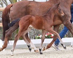 foal by Fortissimo (Oldenburg, 2024, from Fynch Hatton)