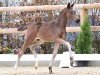 foal by Hengst von Dynamic Dream / De Niro (Oldenburg, 2024, from Dynamic Dream)