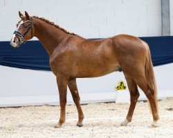 Dressurpferd Heiligenbergs Dunkelgold (Deutsches Reitpony, 2021, von D-Gold AT NRW)