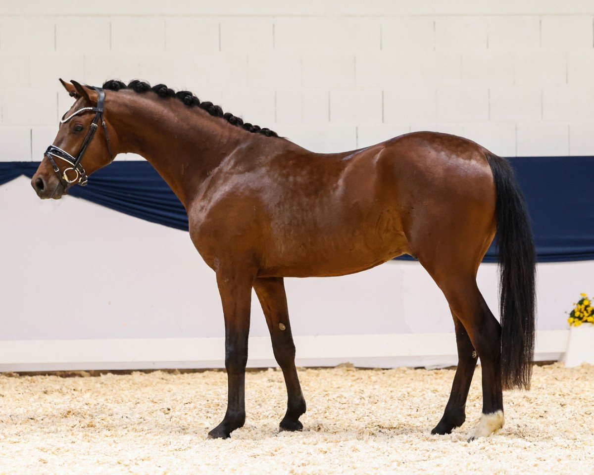 Dressurpferd Donnarumma (Deutsches Reitpony, 2021, von D-Power AT)