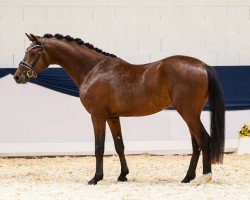 dressage horse Donnarumma (German Riding Pony, 2021, from D-Power AT)