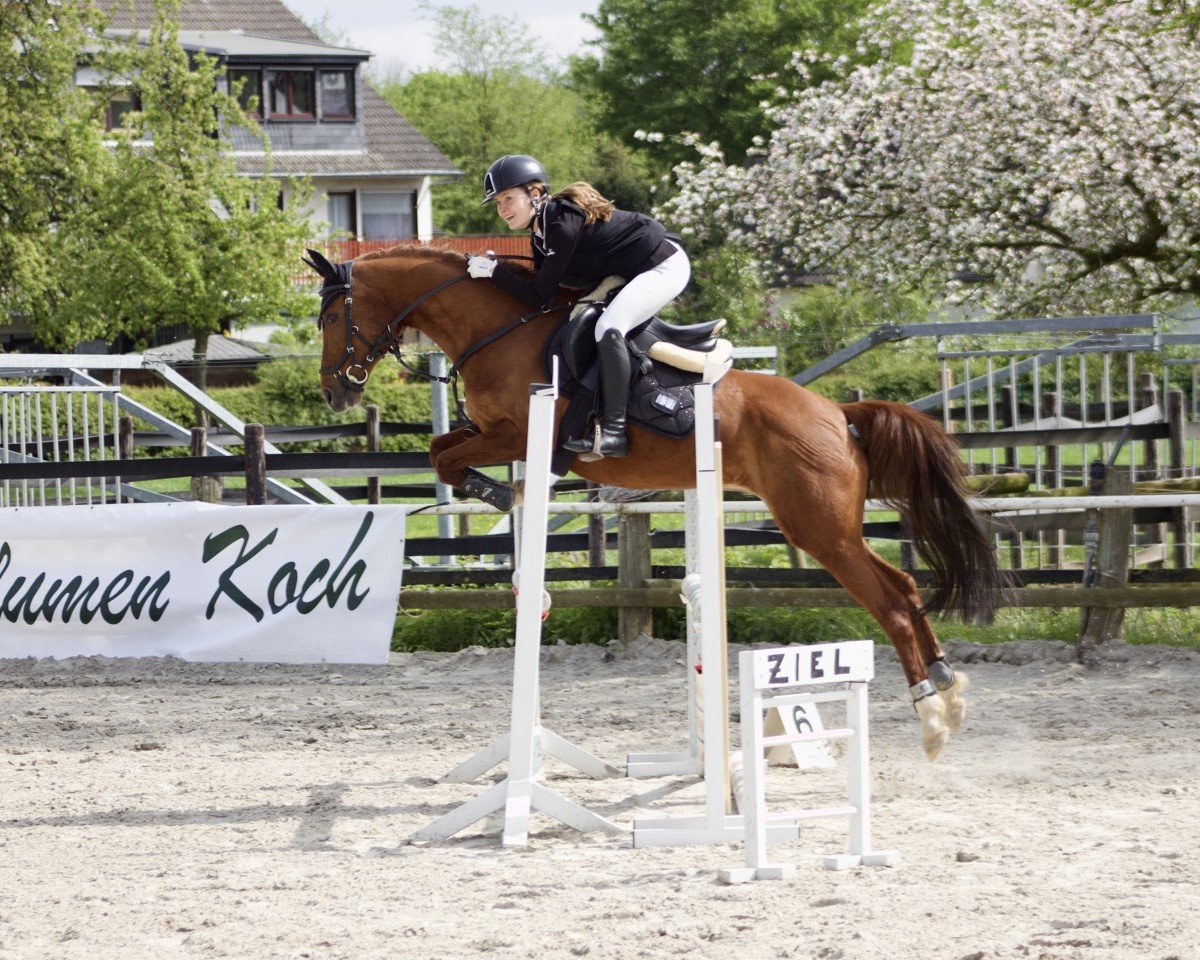 jumper Eischa 15 (German Riding Pony, 2006, from Madison)