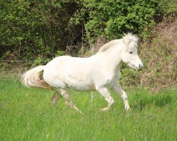 horse Lys (Fjord Horse, 2021, from Dexter)