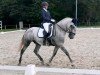 dressage horse Favory Faktor (Lipizzaner, 2016)