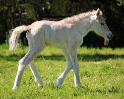 horse Lumi (Fjord Horse, 2021, from Vacceur)