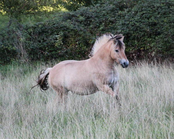 Pferd Livy (Fjordpferd, 2020, von Kristofferson)