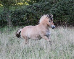 Zuchtstute Livy (Fjordpferd, 2020, von Kristofferson)