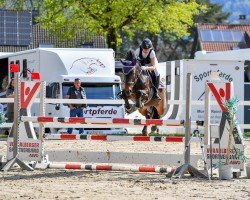 jumper Sulaatik's Prada (New Forest Pony, 2009, from Sulaatik's Peter Pan)