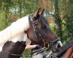 jumper Rathinjo 2 (Pinto with riding horses pedigree, 2006, from Remington Steel)