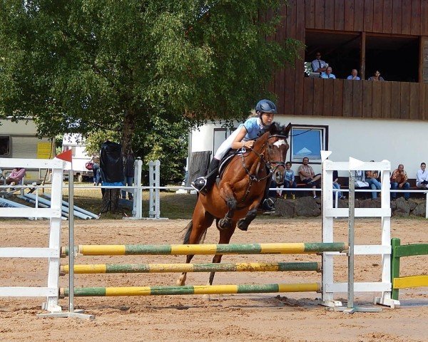 Springpferd Dschunaid 2 (Pony ohne Rassebezeichnung, 1996, von Unbekannt)