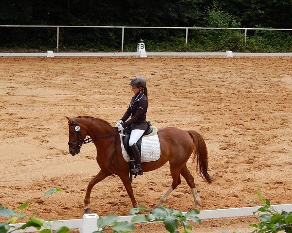 dressage horse Latoya 25 (Pony without race description, 2003)