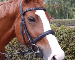 Springpferd Curby van't Braunerthof (Belgisches Warmblut, 2002, von Talexis van't Voorhof)