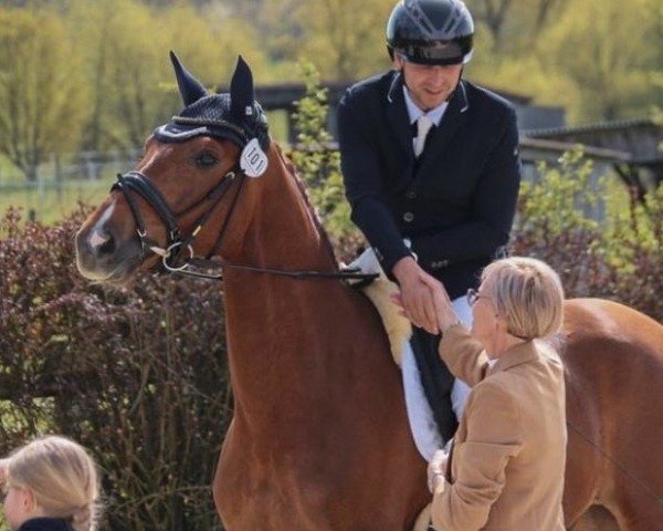 dressage horse Valentiano 4 (German Sport Horse, 2019, from Valverde NRW)
