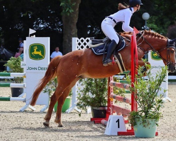 Springpferd Adje van de Hamakkers (Pony ohne Rassebezeichnung, 2008)