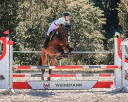 jumper Erasmus (Belgian Warmblood, 2004, from Oleander van de Herkkant)