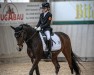 dressage horse Bödefeld WE (German Riding Pony, 2007, from Hilkens Black Delight)