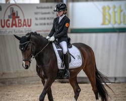 dressage horse Bödefeld WE (German Riding Pony, 2007, from Hilkens Black Delight)