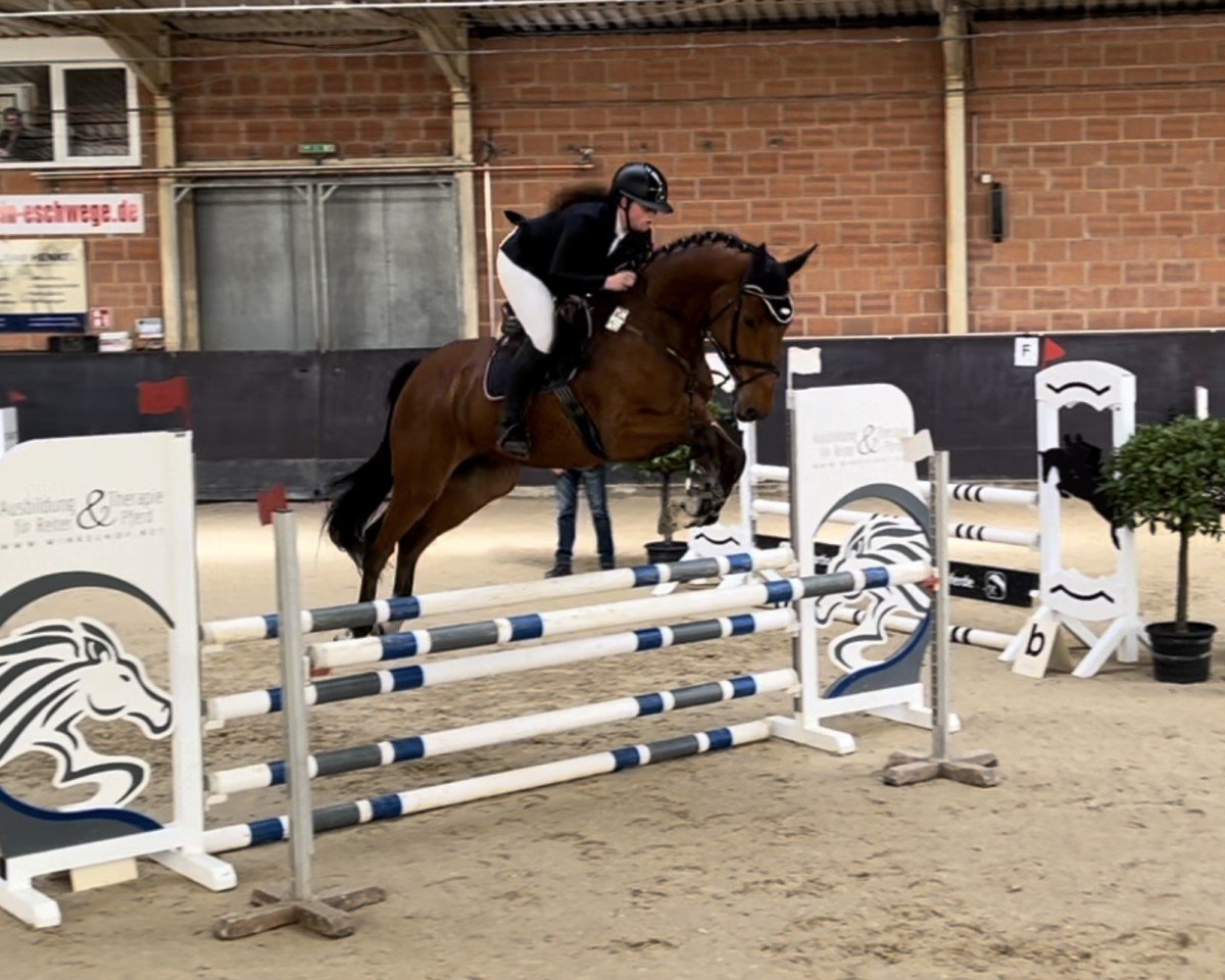 jumper Diacontender (Oldenburg show jumper, 2019, from Diamant de Semilly)