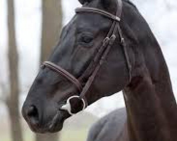 stallion Il Est Balou (Royal Warmblood Studbook of the Netherlands (KWPN), 2013, from Balou du Rouet)