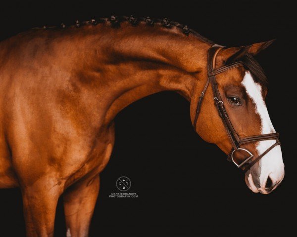 jumper Apache de Bruyeres Z (Zangersheide riding horse, 2012, from Air Jordan Z)