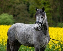 dressage horse Connor´s Moonlight (Connemara Pony, 2020, from Cailin Finneigeas)