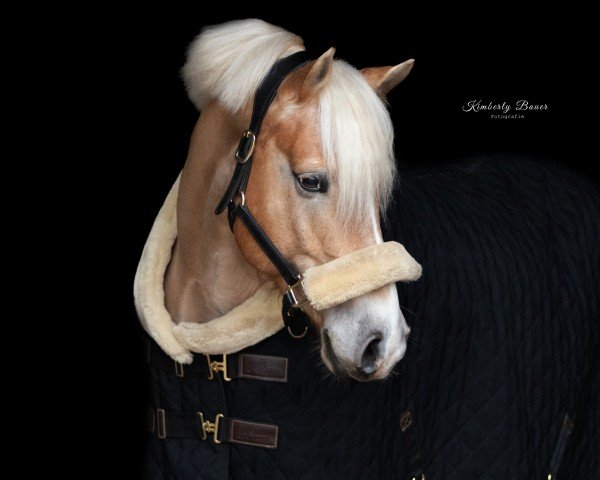 dressage horse Absolut Blond (6,69% ox) (Edelbluthaflinger, 2015, from Armani Ass (4,004% ox))