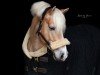 dressage horse Absolut Blond (6,69% ox) (Edelbluthaflinger, 2015, from Armani Ass (4,004% ox))