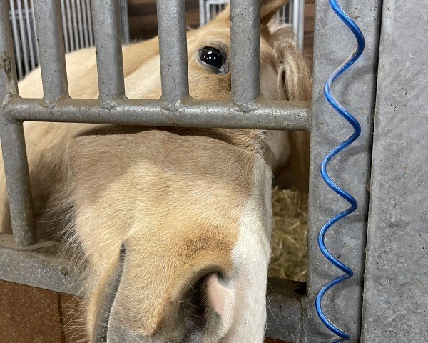 Dressurpferd Charlotte (Deutsches Reitpferd, 2020, von Nancho's Golden Star)