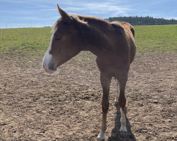 Dressurpferd Coco (Deutsches Reitpferd, 2023, von Fs Numero Uno)