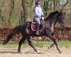 dressage horse Donaldson 11 (Hanoverian, 2011, from Destano)