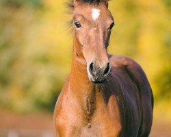 Springpferd Delight of Hope (Westfale, 2015, von Dibadu L)