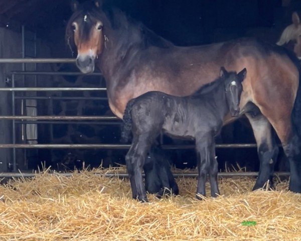 foal by Anni von Adoro (Rhenish-German Cold-Blood, 2024, from Adoro)