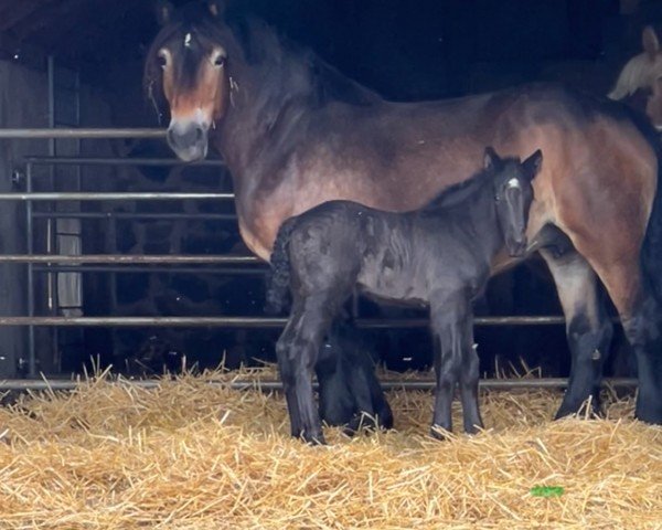 foal by Anni (Rhenish-German Cold-Blood, 2024, from Adoro)