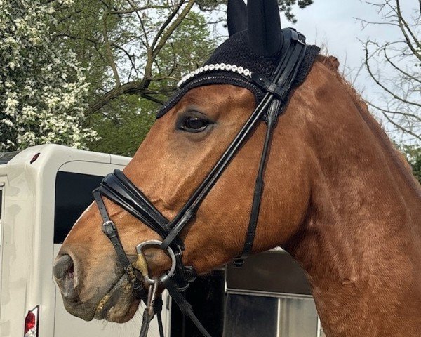 dressage horse Escantero (Hanoverian, 2020, from Escamillo)