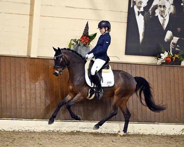 dressage horse Mr. Cupido (German Riding Pony, 2019, from FS Mr. Right)