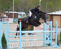 jumper Felissimo du Chateau (Oldenburg show jumper, 2018, from Favorit Ask)