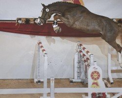 stallion Vookie du Temp (German Sport Horse, 2020, from Varihoka du Temple)