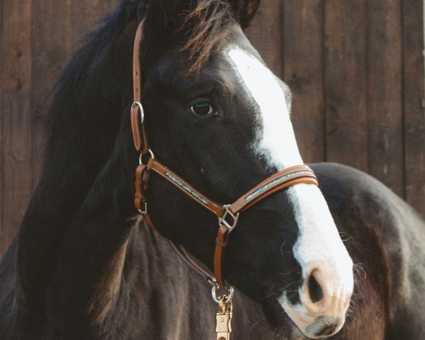 jumper Curti Kunterbunt (Hanoverian, 2021, from Chubakko)