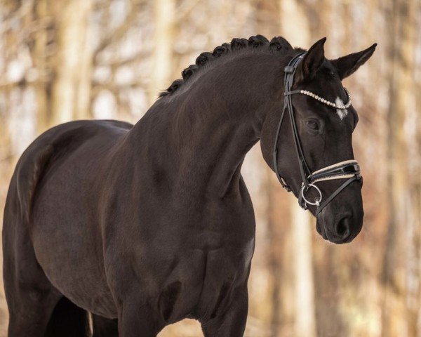 dressage horse Sundancer (Hanoverian, 2019, from Sundance)