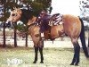 stallion Cee Bee Command (Quarter Horse, 1977, from Fritz Command)