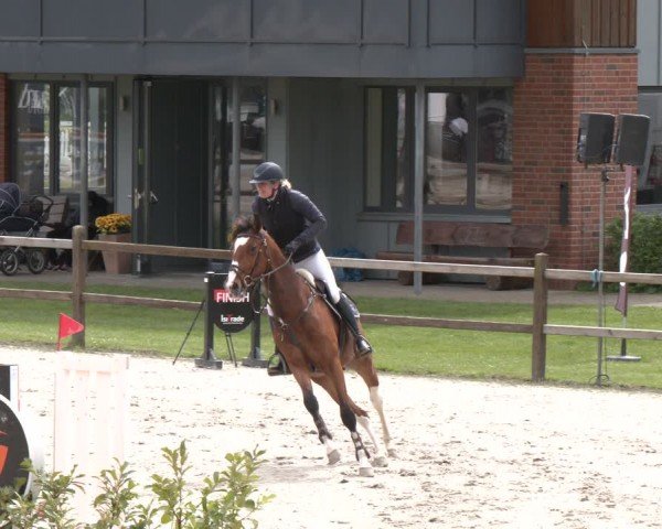 Reitturnier Westergellersen 2024