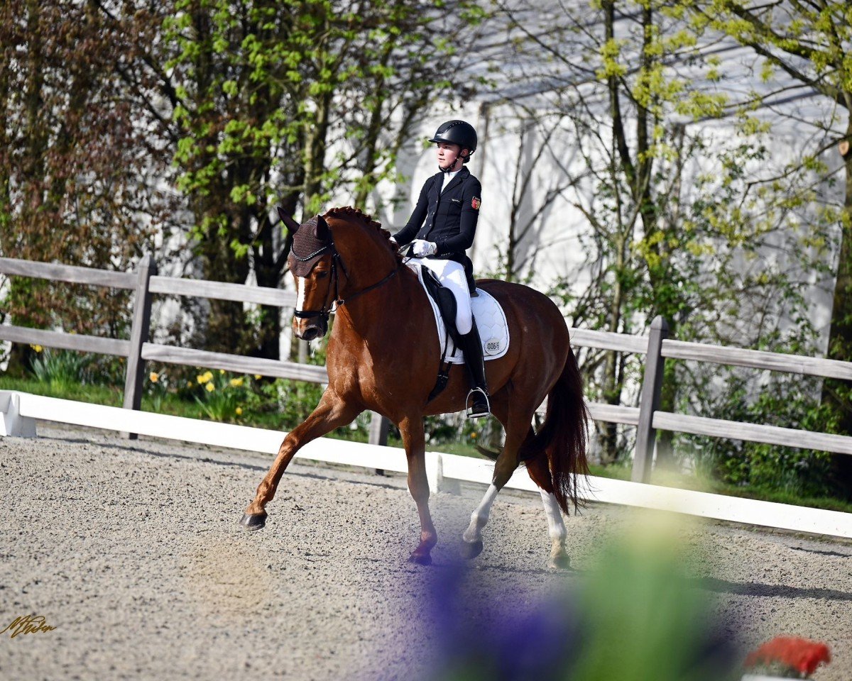 dressage horse Vintage 3 (German Sport Horse, 2016, from Veneno)
