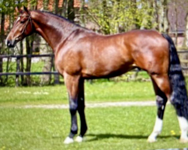 stallion Highlander vd Kalevallei (KWPN (Royal Dutch Sporthorse), 2013, from Kannan)