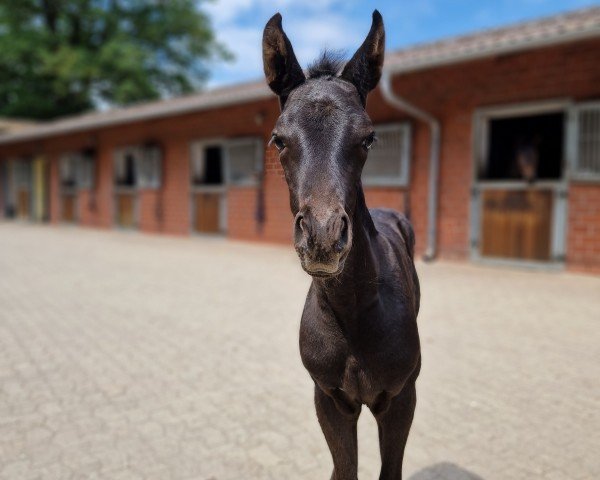 dressage horse Glamour Girl L (Oldenburg, 2023, from San Amour I)